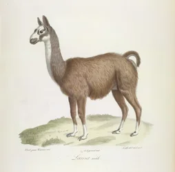 Male Llama, from Histoire Naturelle des Mammifères