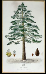 Laricio Pine Tree