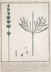Lavender Spike, plate from 
