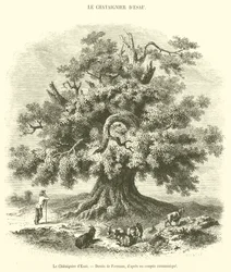The Chestnut Tree of Esau (engraving)
