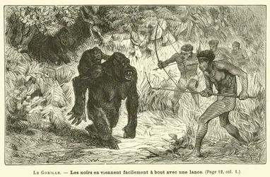 The Gorilla (engraving)
