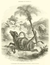 The Sucuruyuba or Aquatic Boa, Eunectis murinus (engraving)
