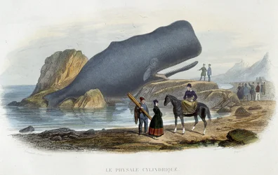 The Cylindrical Whale (whale stranded) - in “The World of the Sea” by Alfred Fredol, Hachette, Paris
