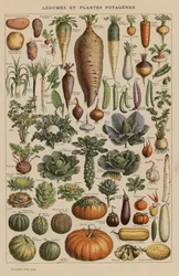 Legumes and Garden Plants