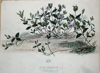 Lesser Periwinkle or Vinca minor