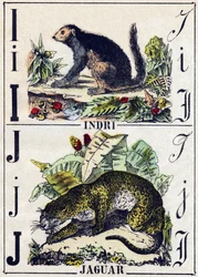 Letter I Indri (Lemur); J Jaguar. Engraving in 