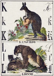 Letter K Kangaroo; L Lioness. Engraving in 