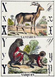 Letter X Xantarus; Y Yarques