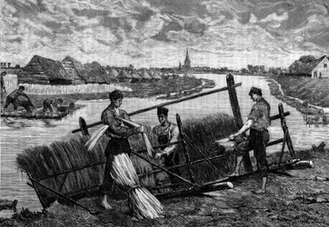Linen Rushing in the Riviere Lys