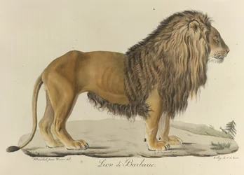 Barbary Lion, from Histoire Naturelle des Mammifères