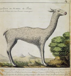 Llama, Peru