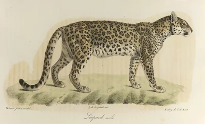 Male Leopard, from Histoire Naturelle des Mammifères