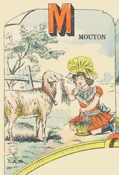 Sheep