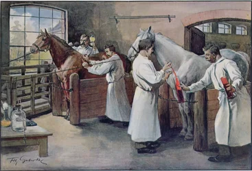 Making Diphtheria Serum from Horse Blood, from Les Animaux