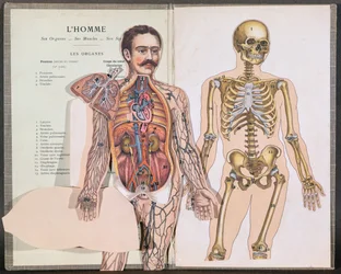 Man, his Organs, his Muscles and his Skeleton, from Anatomie Elementaire by Dr. Lelievre