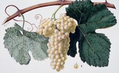 Marsanne grape variety (Cotes du Rhone), ampelography