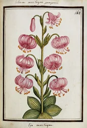Martagon Lily, c.1700