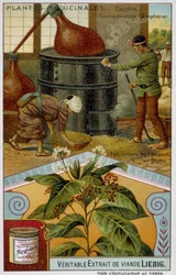Medicinal plants: camphor; preparation of camphor in Japan - Chromolithography Liébig, c.1900