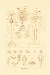 Metamorphosis