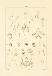 Metamorphosis