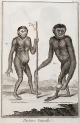 Monkeys Jocko and Gibbon