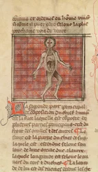 Anatomical figure, from La Chirurgie de Maitre Henri de Mondeville