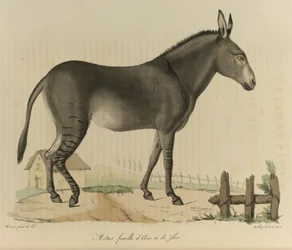 Hybrid (Donkey and Zebra), from Histoire Naturelle des Mammifères