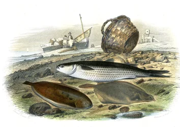 Mullet (Mugilidae), Sole (Solea Vulgaris), limande (Microstomus Kitt) - Plate extracted from Natural History by Bernard Germain de Lacepede