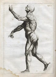 Human Muscles - engraving in 