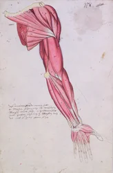 Musculature of the arm and shoulder, 1634