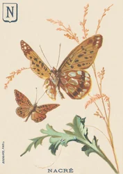 Mother of Pearl (Fabriciana adippe or Big Mother of Pearl)