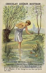 Narcissus