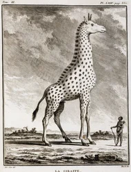 Natural History Plate: The Giraffe - in 