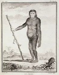 Natural History Plate: The Jocko - in 