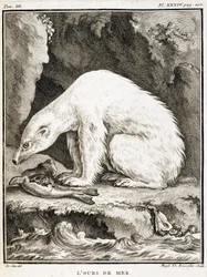 Natural History Board: The Sea Bear Feeding on a Seal - in 