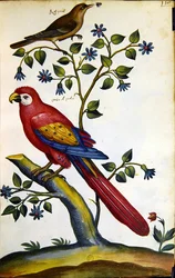 Nightingale and Parrot
