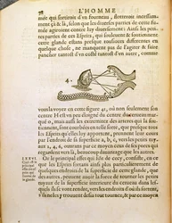 Optical diagram, from De Homine Figuris by Rene Descartes published in The Hague, 1662