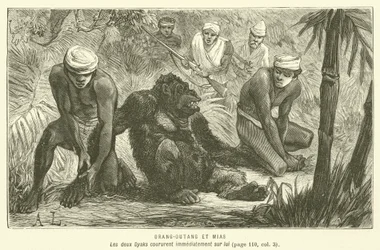 Orangutan and Mias (engraving)