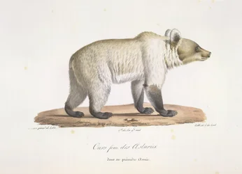 Female Spanish Brown Bear, from Histoire Naturelle des Mammifères