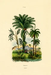 Palm Trees