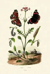 Peacock Butterfly