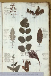 Philibert Commerson