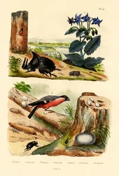 Pine Weevil