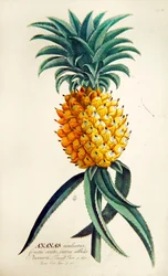 Pineapple