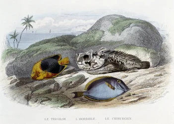 Pisces: The Tricolor, the Horrible, and the Surgeonfish - in “Natural History” by Lacépède, ed. Furne, Paris