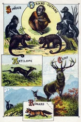 Plate 1: Monkeys, Orangutan, Antelope, Deer, Fox. Engraving in 