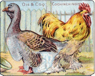 Plate 2: Goose and Cochinese rooster. Engraving in "Syllabary alphabet of birds and reptiles". Serie A. Pellerin et Cie, printers-publishers, Epinal, late 19th century