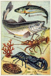 Plate 2: Mackerel, Cod, Lobster, St Jacques Shell, Lobster. Engraving in "Syllabary Alphabet of Sea and Freshwater Fish". Serie A. Pellerin et Cie, printers-publishers, Epinal, late 19th century.