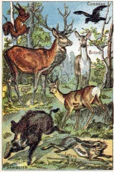 Plate 3: Raven, Squirrel, Dye, Deer, Boar, Hare (Engraving in "Syllabary alphabet all kinds of beets")