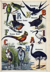 Plate 4: Parakeets, Swallow, Red Throat, Beech, Dore Pheasant, Sacred Ibis, Stork, Ostrich, Grey Heron. Engraving in "Syllabary Alphabet of Birds". Serie A. Pellerin et Cie, printers-publishers, Epinal, late 19th century.